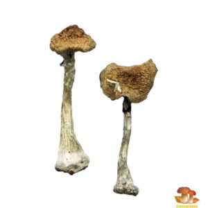 magic mushrooms for sale