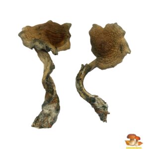 Buy Alacabenzi Magic Mushrooms Online