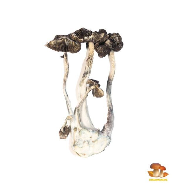 Buy Albino A+ Magic Mushrooms Online