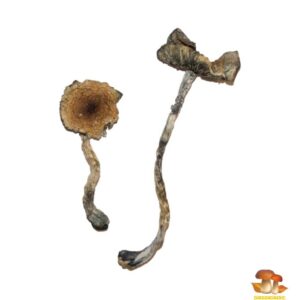 Buy the best Blue Meanies Shrooms in Australia and the UK.