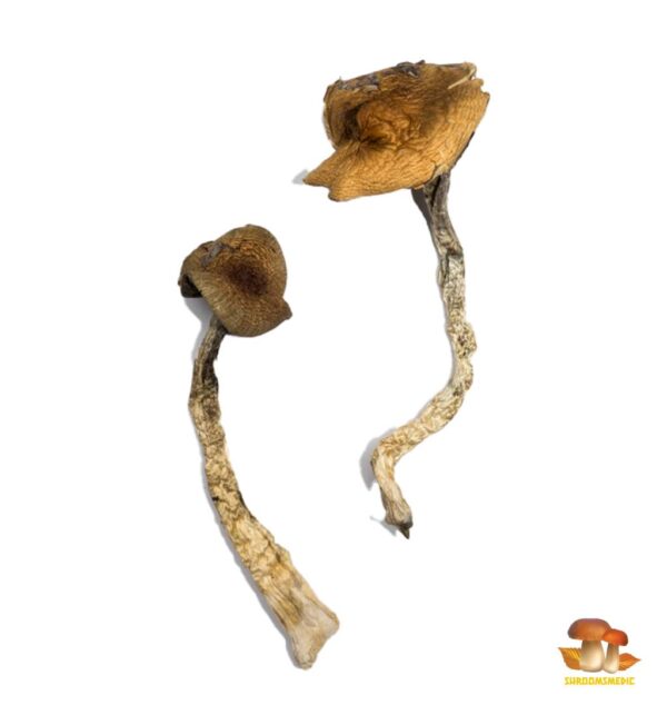 Buy Daddy Long Legs Magic Mushrooms Online
