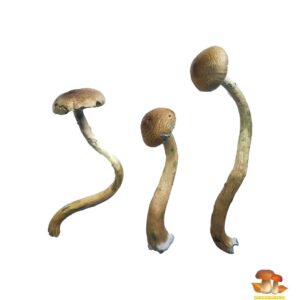 Buy the best Golden Teachers Special Magic Mushrooms in Australia
