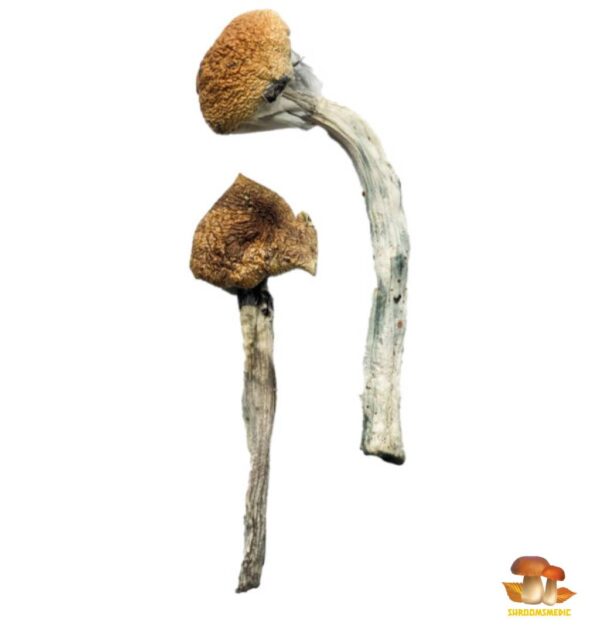 Buy the best Jedi Mind Fuck Shrooms in Australia and the UK
