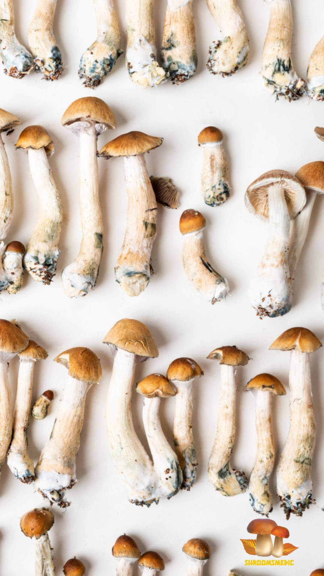 Dried Magic shrooms for sale at mushroom medication