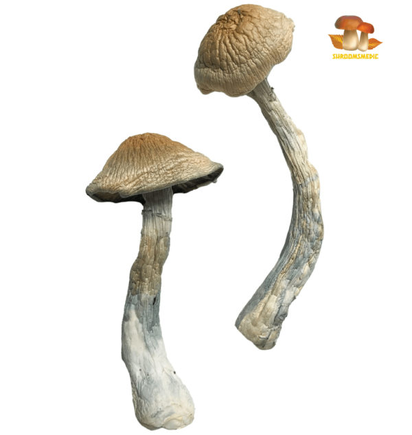Buy HillBilly Magic Mushrooms Online